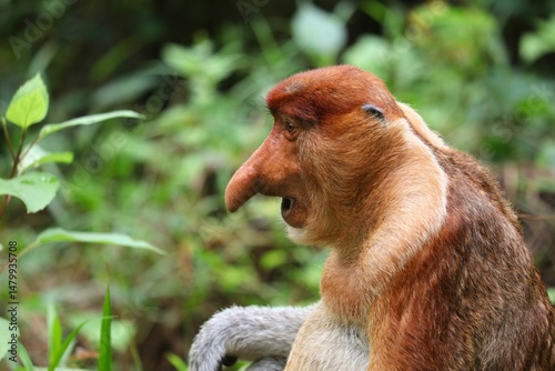 Photography Surprised proboscis monkey face expression
