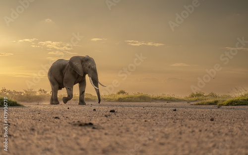 Fototapeta Naklejka Na Ścianę i Meble -  elephant in the sunset | walkking elephant | low angle | amboseli | clouds | Kenya