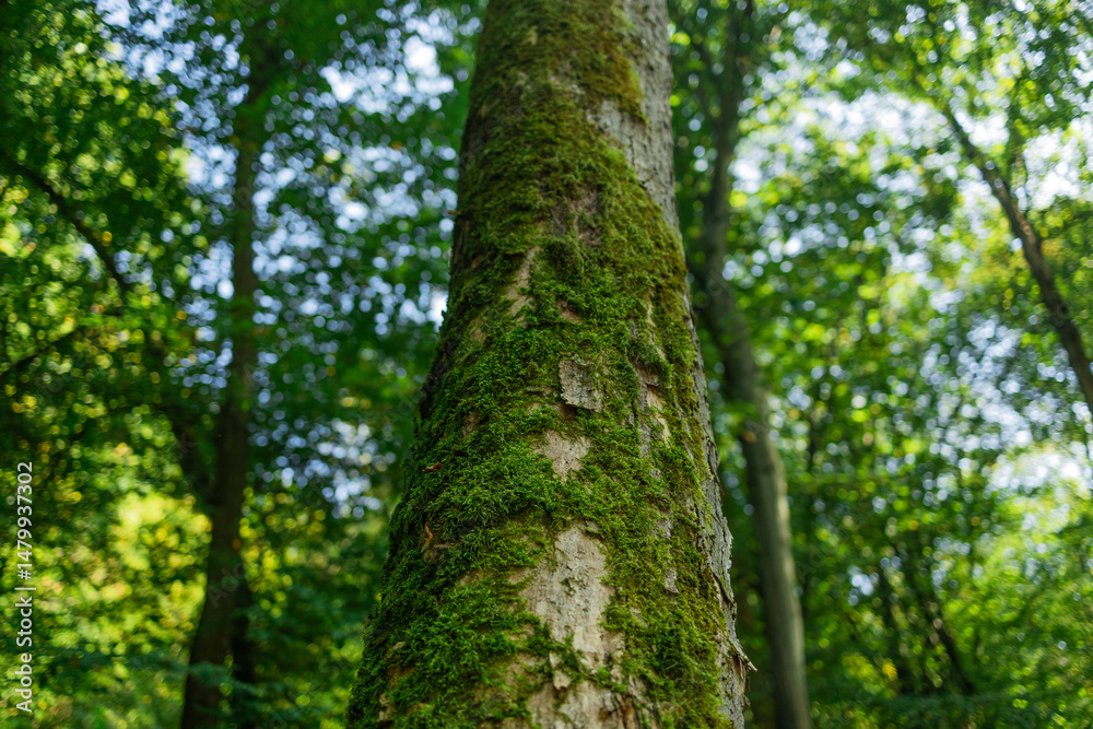 Obraz premium A close-up view of a tree trunk covered in bright green moss, surrounded by dense forest vegetation. The image captures the natural texture and calm ambiance of an untouched woodland area