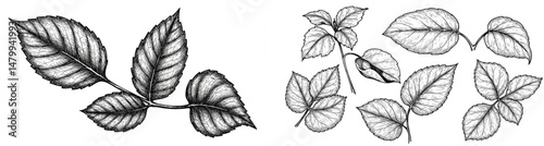 Botanical Leaf Sketch Collection | Floral Illustration for Design Elements, Patterns, and Invitations