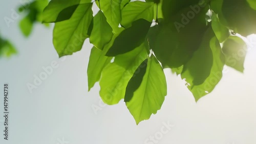 Lush green leaves against a bright sky.