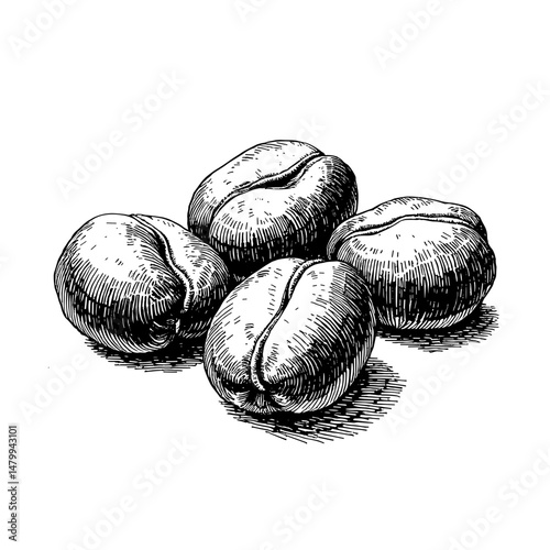 Vintage black ink sketch of adzuki beans in close-up view  