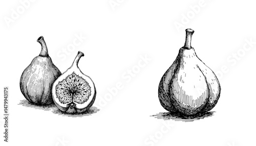Vintage black ink sketch of figs and their cross-section illustration  