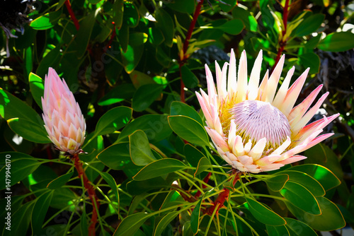 Bild auf Leinwand Protea cynaroides proteaceae, giant protea bloom South Africa national flower