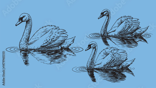 Vintage engraved swan floating on water with curved neck elegant feathers and reflective natural surface
