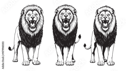 Vintage engraving lion roaring with open mouth powerful stance sharp teeth and dramatic wild energy display