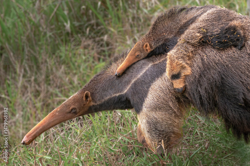 Oso hormiguero con cría