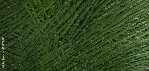 Intricate veined texture of lush green palm frond , green, nature