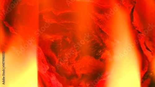 Delicate rose petals consumed by intense flames, transforming vibrant beauty into fiery spectacle of destruction and poetic renewal. Burning rose petals, a symbol of passion and loss