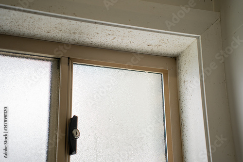 mold mold remover moldy window fungus on window fungus cleaning cleanliness removal of fungus and wood