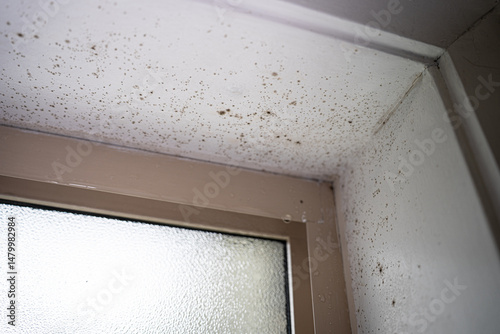 mold mold remover moldy window fungus on window fungus cleaning cleanliness removal of fungus and wood