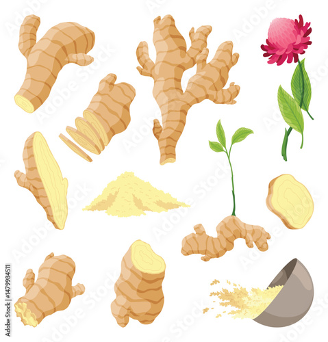 Ginger root set. Aromatic herbal spice. Food ingredient, natural herb plant, whole and sliced. Fresh and raw vegetable in cartoon flat style. Vector illustration isolated on white background