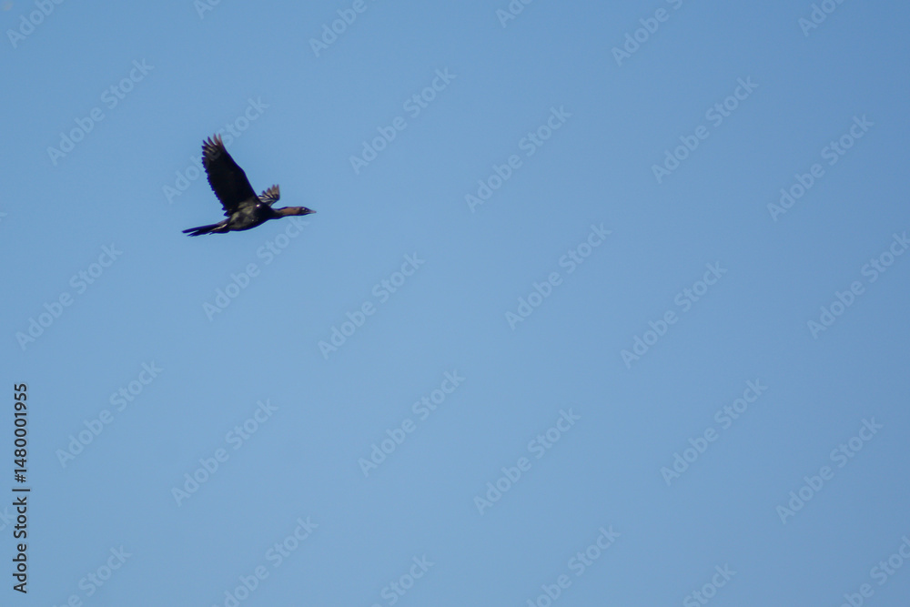 Fototapeta premium Cormorant in the sky. Black flying bird in the blue sky. Cormorant in the wild