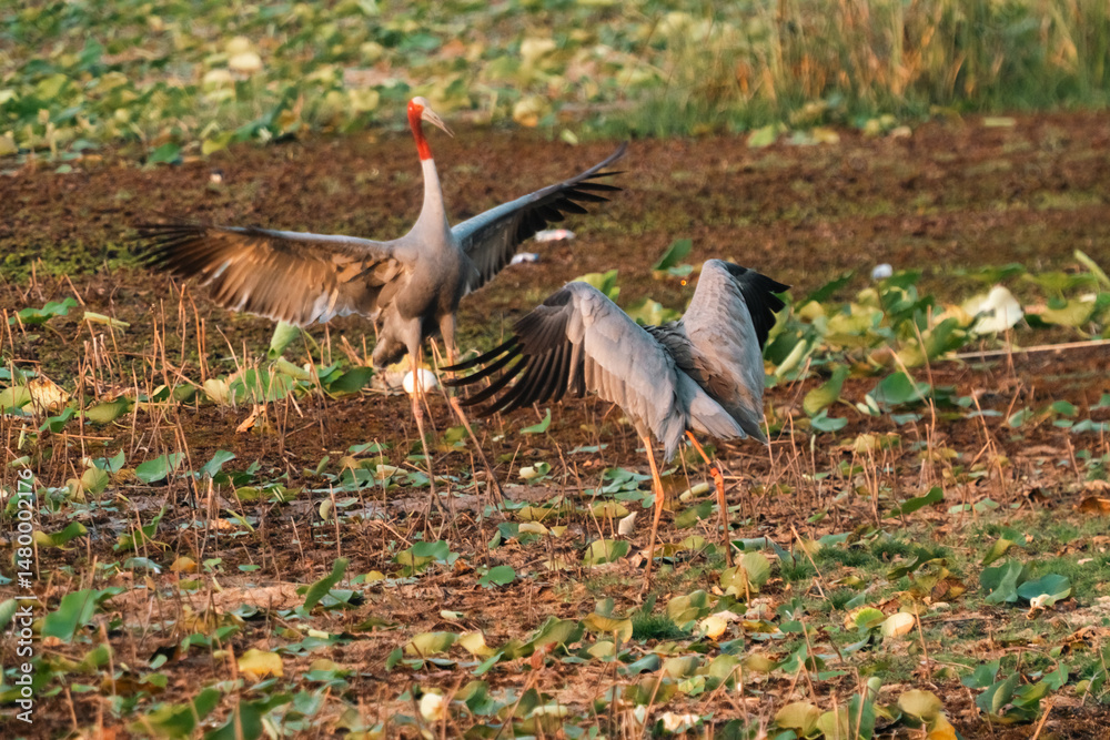 Fototapeta premium Majestic Thai Sarus Cranes displaying courtship behavior in a natural wetland habitat, symbolizing harmony, biodiversity, and the vital role of conservation efforts to protect native bird species