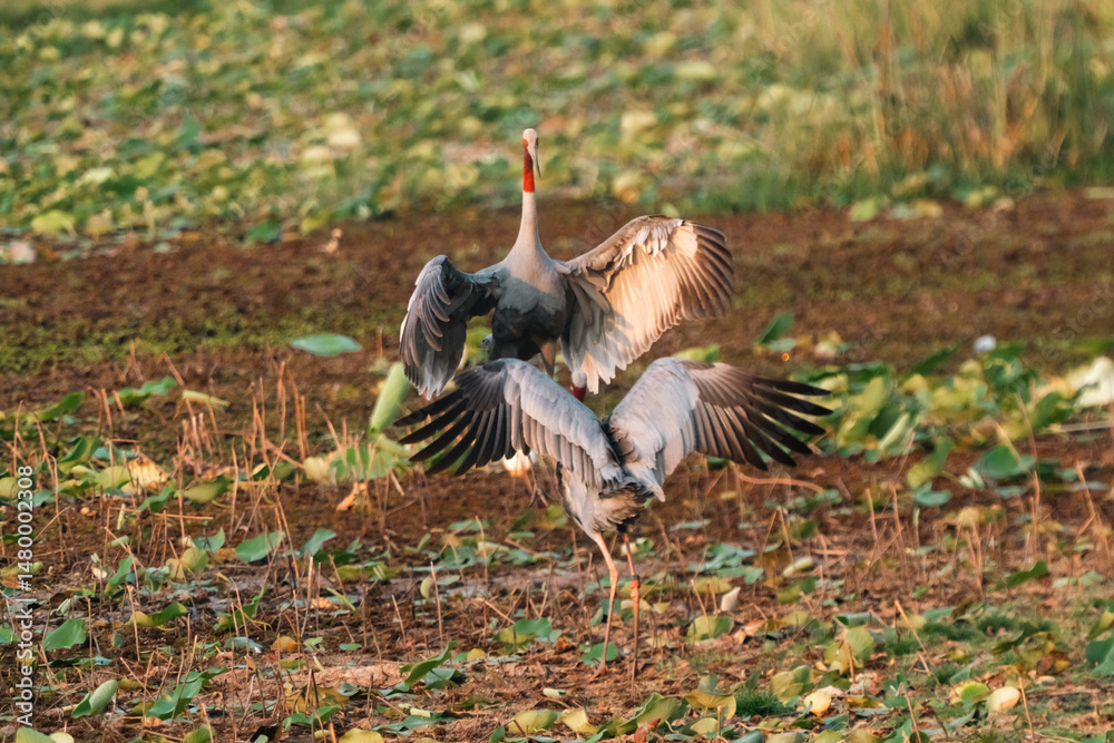 Fototapeta premium Majestic Thai Sarus Cranes displaying courtship behavior in a natural wetland habitat, symbolizing harmony, biodiversity, and the vital role of conservation efforts to protect native bird species