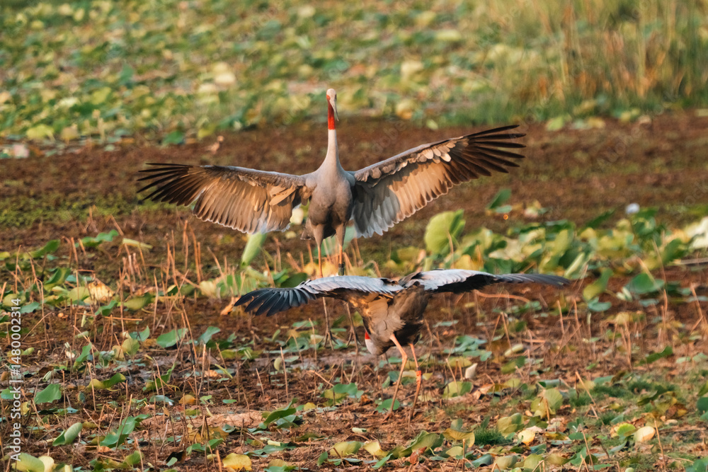 Fototapeta premium Majestic Thai Sarus Cranes displaying courtship behavior in a natural wetland habitat, symbolizing harmony, biodiversity, and the vital role of conservation efforts to protect native bird species