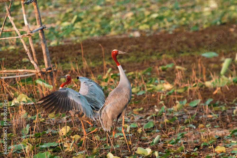 Fototapeta premium Majestic Thai Sarus Cranes displaying courtship behavior in a natural wetland habitat, symbolizing harmony, biodiversity, and the vital role of conservation efforts to protect native bird species