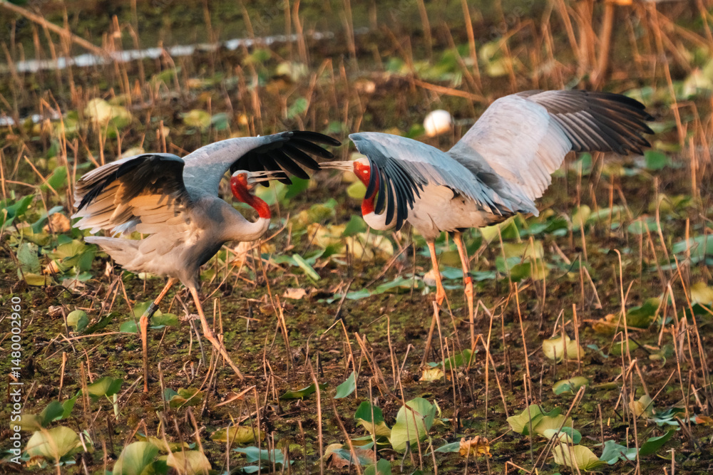 Fototapeta premium Majestic Thai Sarus Cranes displaying courtship behavior in a natural wetland habitat, symbolizing harmony, biodiversity, and the vital role of conservation efforts to protect native bird species