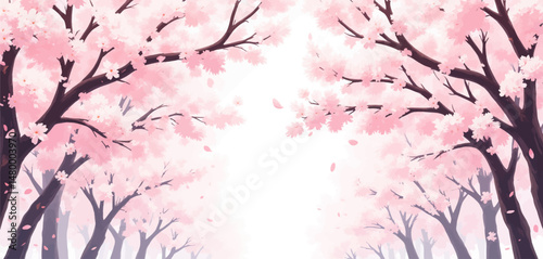 Blossoming Cherry Trees in Spring Canopy with Petals Falling