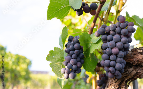 Blue Pinot Noir wine grapes growing on vine, vineyard in Trier, Mosel Valley, Germany, landscape and agriculture, rhineland palatine 