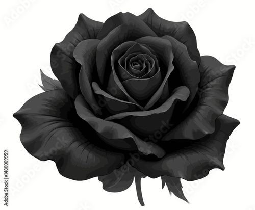 Dark Rose Bloom in Monochromatic Minimalism