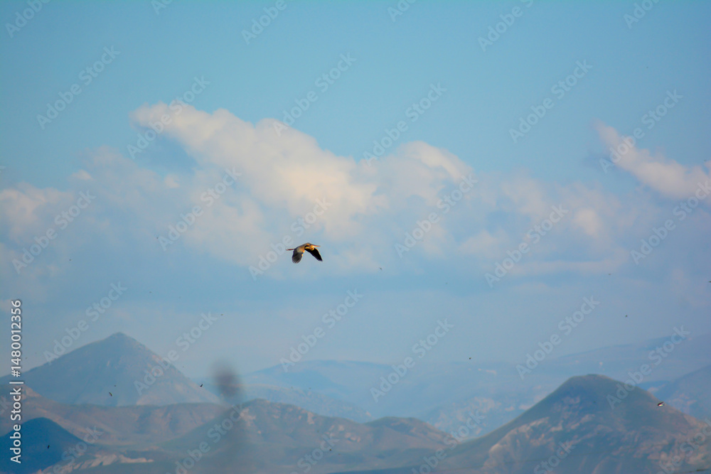 Fototapeta premium A birds flying in the blue sky. Birds in the wild. Wildlife animals. Flying birds