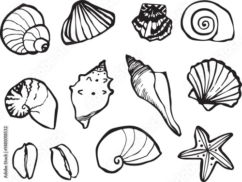 set of hand drawn vector doodles with various shells