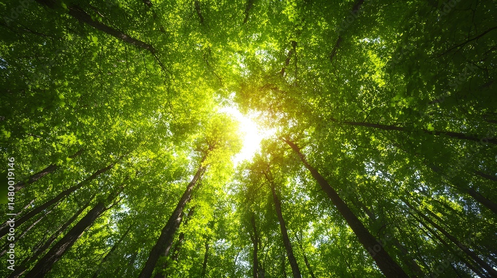 Obraz premium Verdant forest canopy with sunlight filtering through the leaves