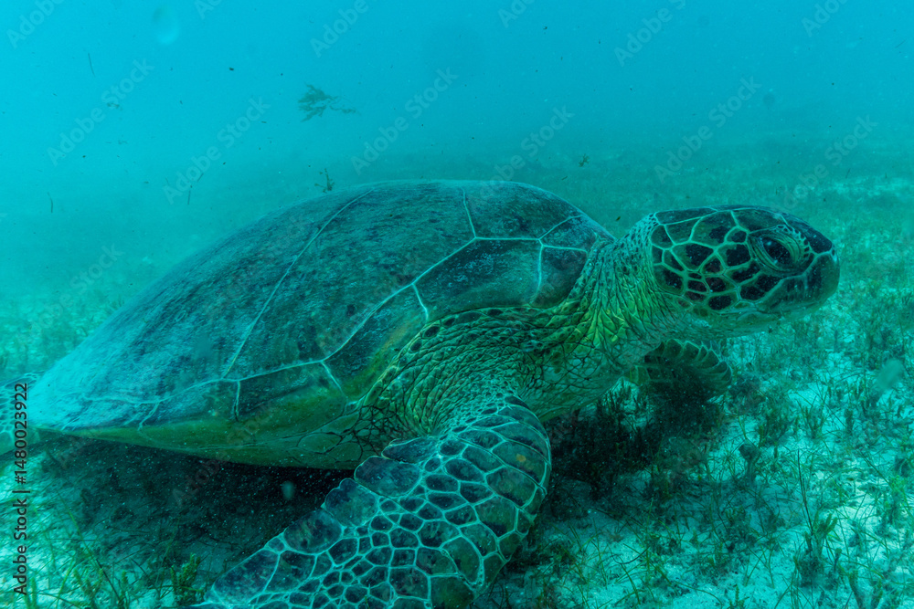Obraz premium sea turtle swimming