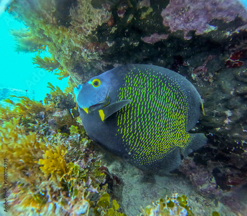 Fototapeta Naklejka Na Ścianę i Meble -  coral reef with fish