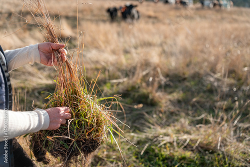 female farmers wife collecting soil samples in a test tube in a field. Agronomist checking soil carbon and plant health on a farm