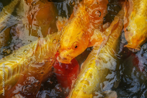 Koi fish are an extremely popular and colorful form of the fish species Amur carp (Cyprinus rubrofuscus).
