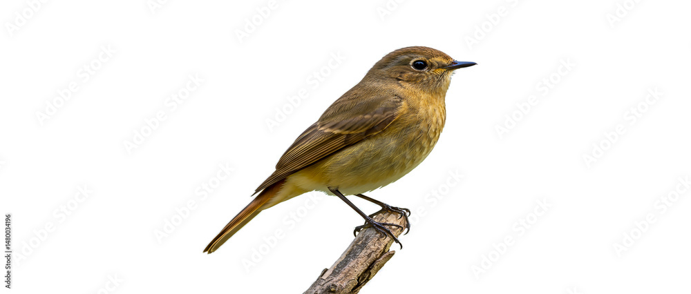 Fototapeta premium red backed shrike isolated