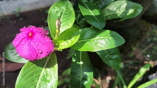 Pink Periwinkle Flower with Water Droplets – Catharanthus Roseus in Tropical Garden Light photo