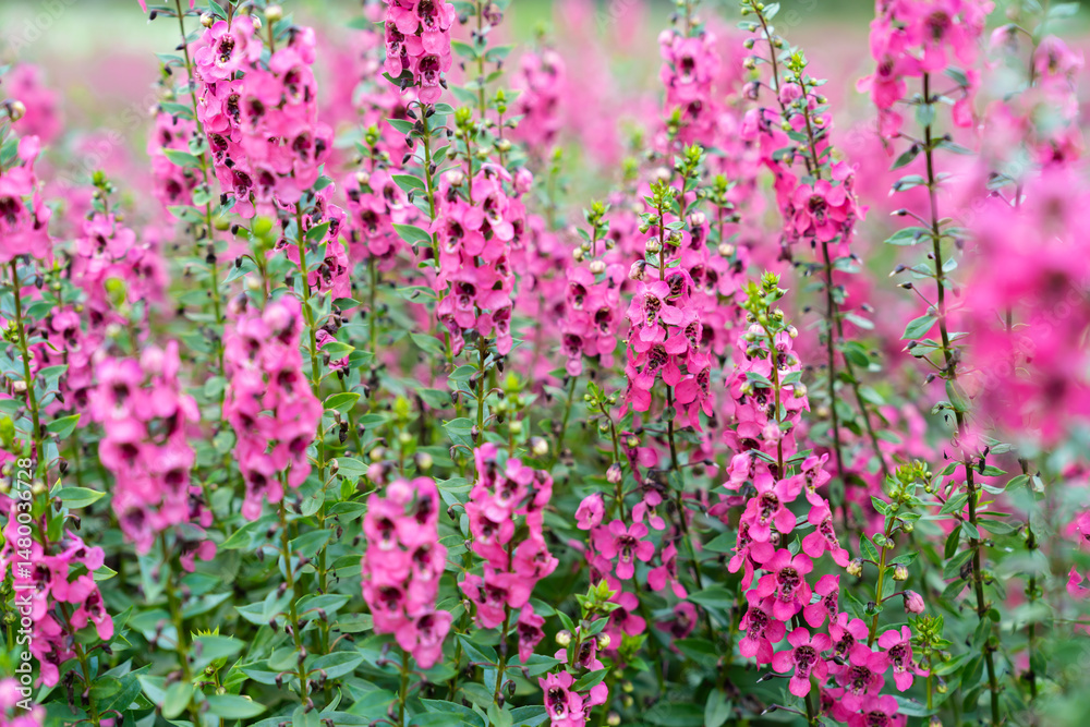 Fototapeta premium Beautiful pink Salvia nemorosa flowers in full bloom growing in the natural.