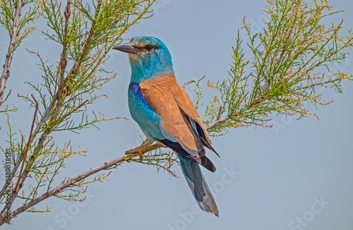 The European Roller (Coracias garrulus) is a summer migrant species in Türkiye. It is seen almost everywhere in the country in summer.