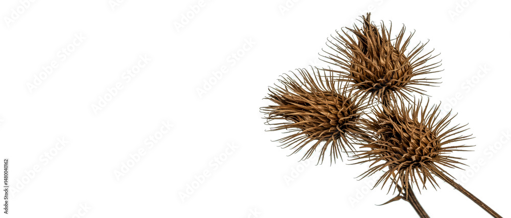 Obraz premium Close up photograph of dried burdock seed heads arranged against a clean white background.