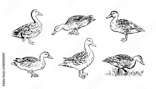 Walking ducks set in vector. Hand-drawn realistic mallard duck illustration. Marker sketch of a wild duck in motion isolated on white background