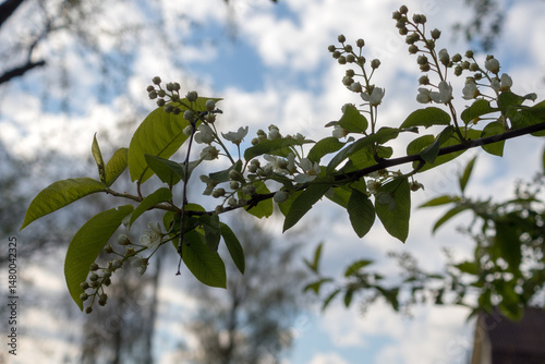 bird cherry flowers in spring