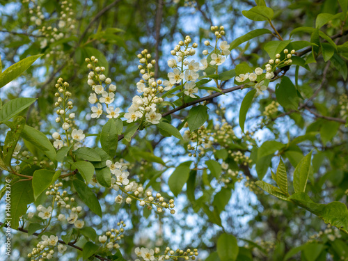 bird cherry flowers