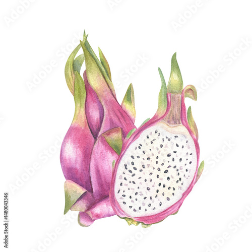 Whole and sliced pink pitaya with glistening flesh and seeds watercolor illustration isolated background. Sweet juicy dragon fruit for healthy food branding, tropical menus, and superfood packaging.