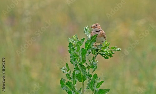 
Calandra Lark (Melanocorypha calandra) is a lark that lives in the steppes. It is a common species in Southeastern Türkiye.