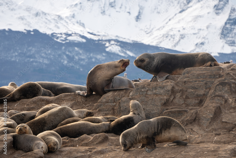 Fototapeta premium sea lion and baby