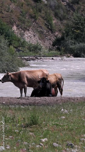 A Serene View Of Cows Resting By A Flowing River Surrounded By Lush Green Pastures, Highlighting Rural Tranquility And Natural Harmony. Vertical.