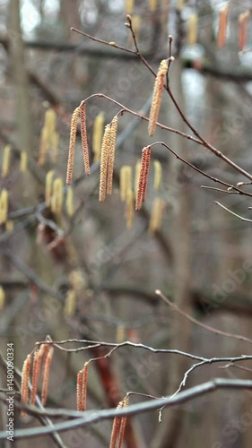 A Close-Up Of Tree Branches Adorned With Hanging Catkins, Swaying Gently In The Wind Within A Serene Winter Forest Setting. Vertical