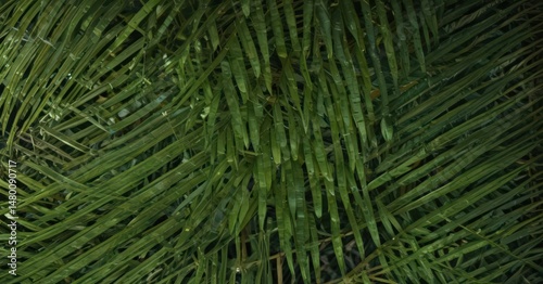 Intricate veins, lush green palm frond texture , botanical, vibrant, macro