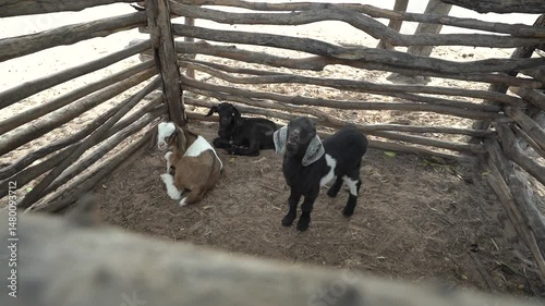 bleating goat in stable photo