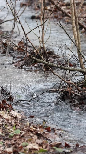 A Serene Forest Stream Gently Flows Amidst Bare Tree Branches and Lingering Autumn Leaves, Capturing the Transition from Winter to Spring. The Calm Water Movement Evokes a Peaceful and Natural Atmosph