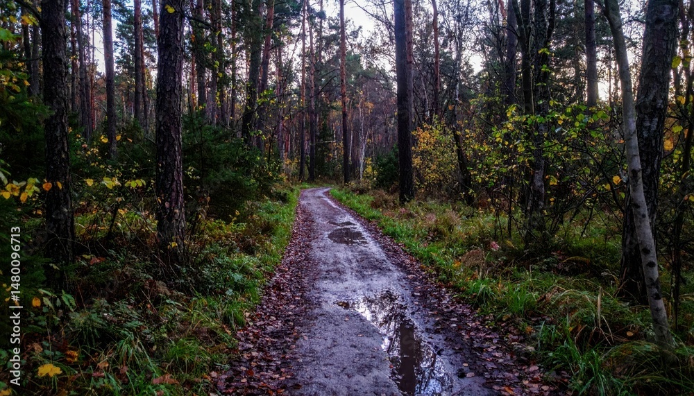 Fototapeta premium Serene Forest Pathway Surrounded by Trees and Autumn Foliage