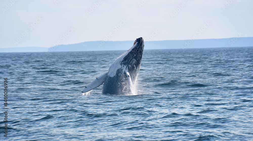 Fototapeta premium Majestic Whale Breaching: A Thrilling Marine Life Adventure in the Blue Sea
